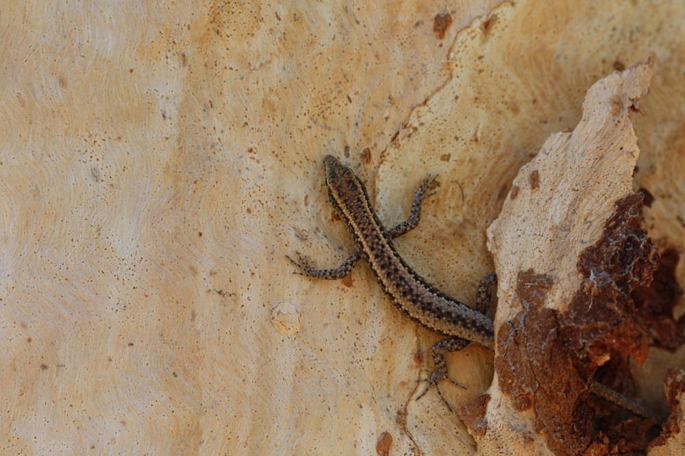 Cryptoblepharus metallicus Kakadu NP, Australia